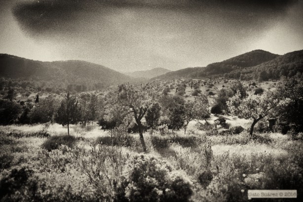 all images by Gato Suárez © 2014-2016  (NO commercial or editorial Print or WEB without permission, this means NO blogs, no magazines, no newspapers, TV, online/print adverts, etc)